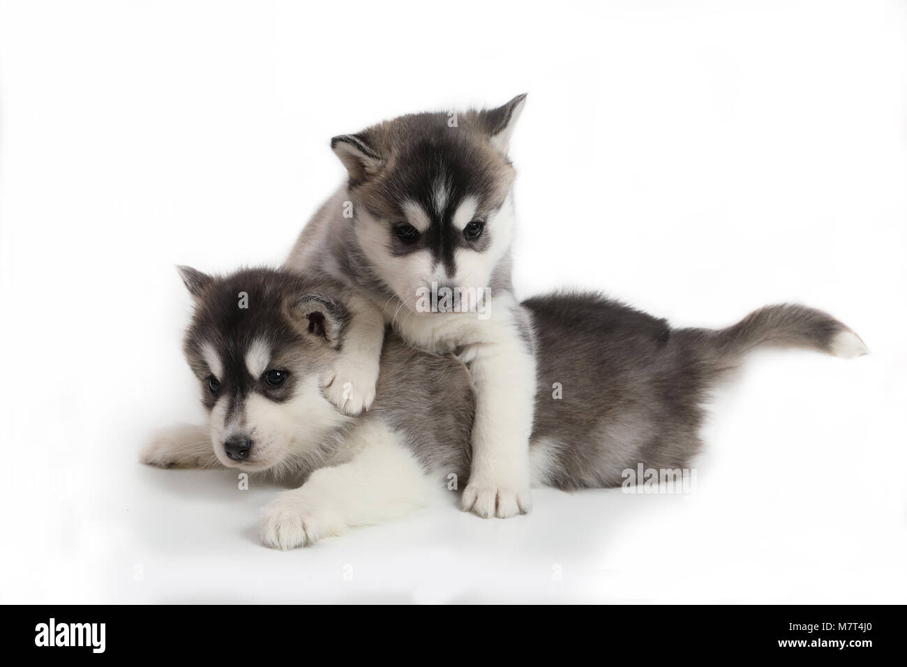 Cute puppy Siberian husky Stock Photo