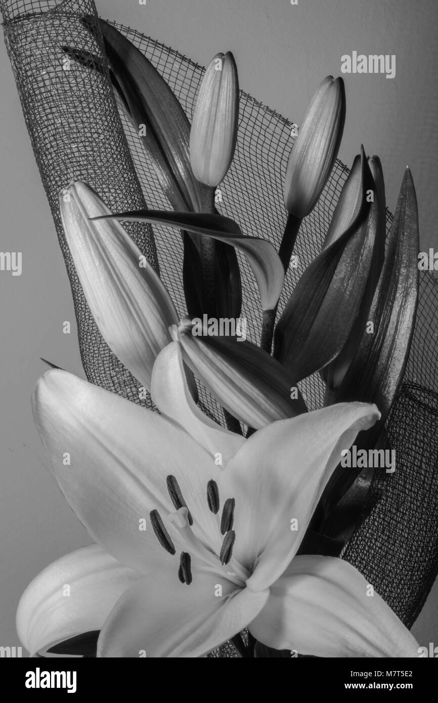 Lily flower, black and white beautiful bouquet Stock Photo - Alamy