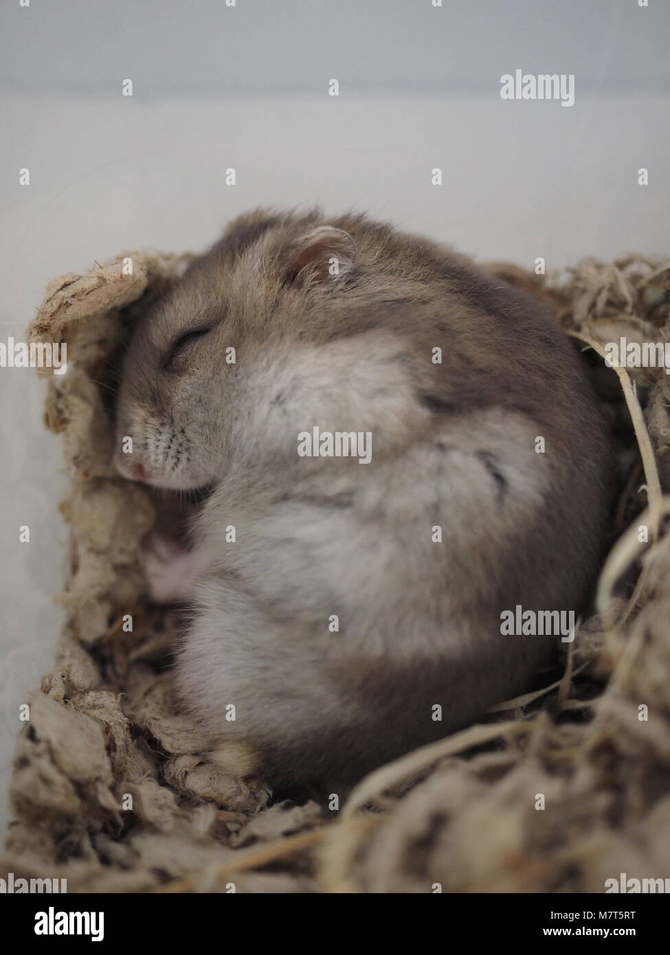 Adorable Cute Sleeping Hamster Stock Photo Alamy
