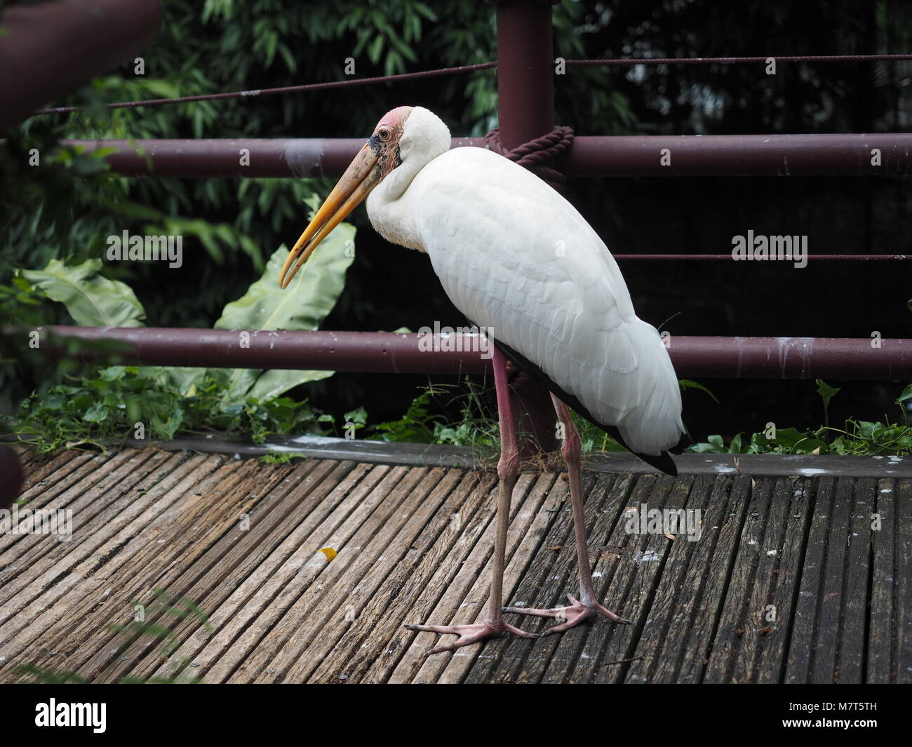 Standalone Stork Stock Photo