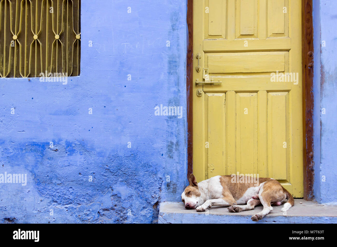 Solitary dog lies in front of a blue house with a yellow door, Bundi, Rajasthan, India. Stock Photo