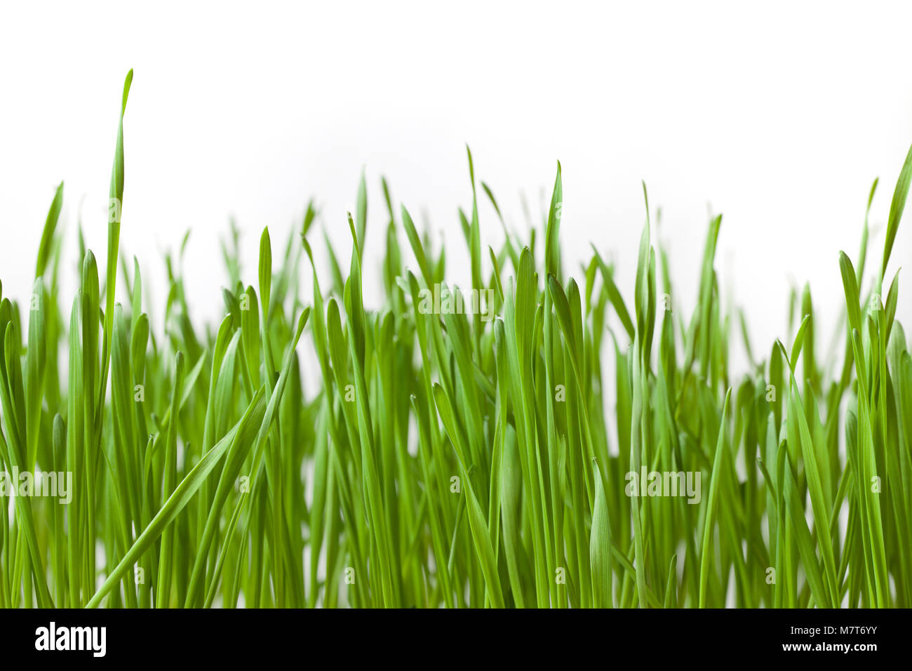 Background of green grass Stock Photo - Alamy