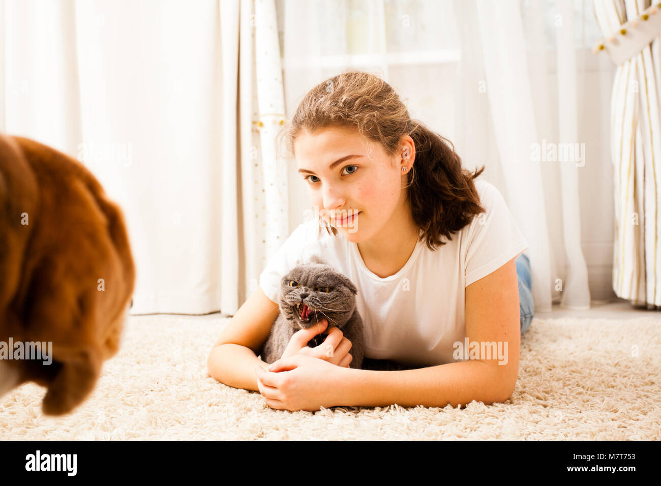 the cat does not allow the dog to approach the owner Stock Photo Alamy