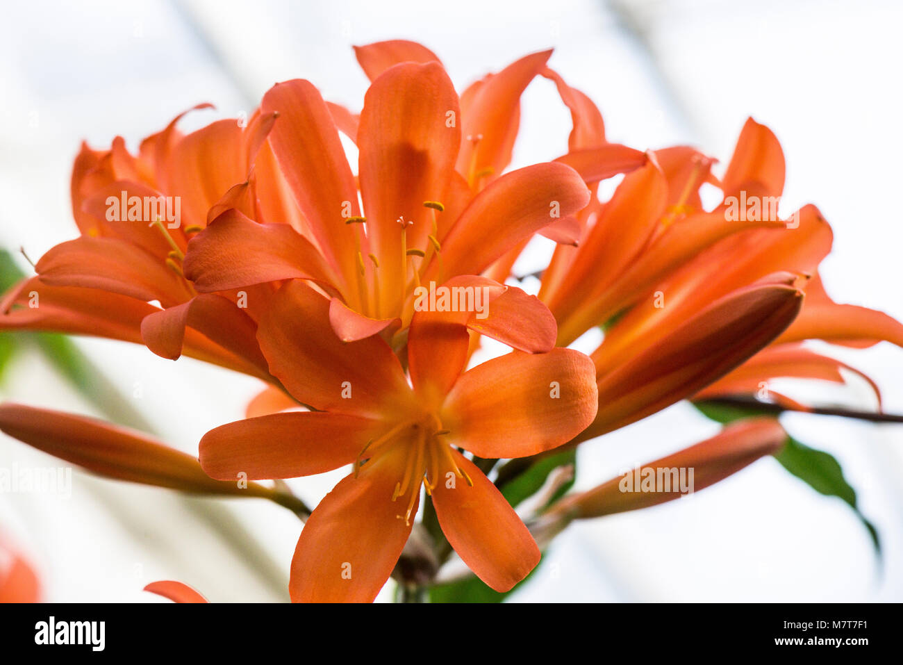 An orange Natal lily (Clivia miniata) in flower Stock Photo