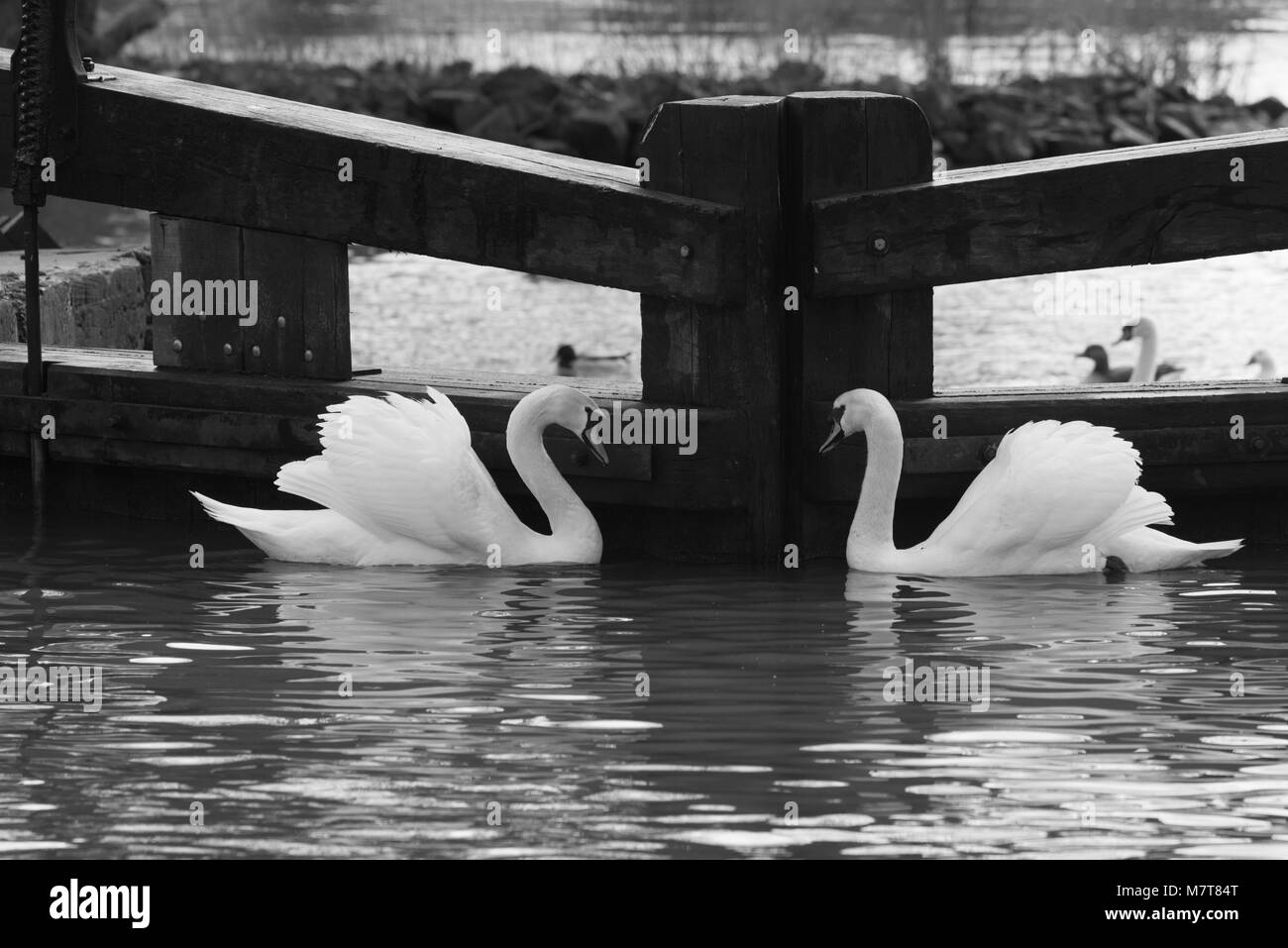 beautiful and elegant pair of mating swans swimming towards each other in front of canal lock gates Stock Photo