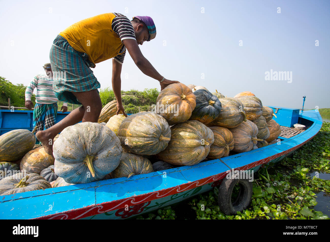 Pumpkins are loading on Boat at Arial Beel, Munshigonj, Bangladesh