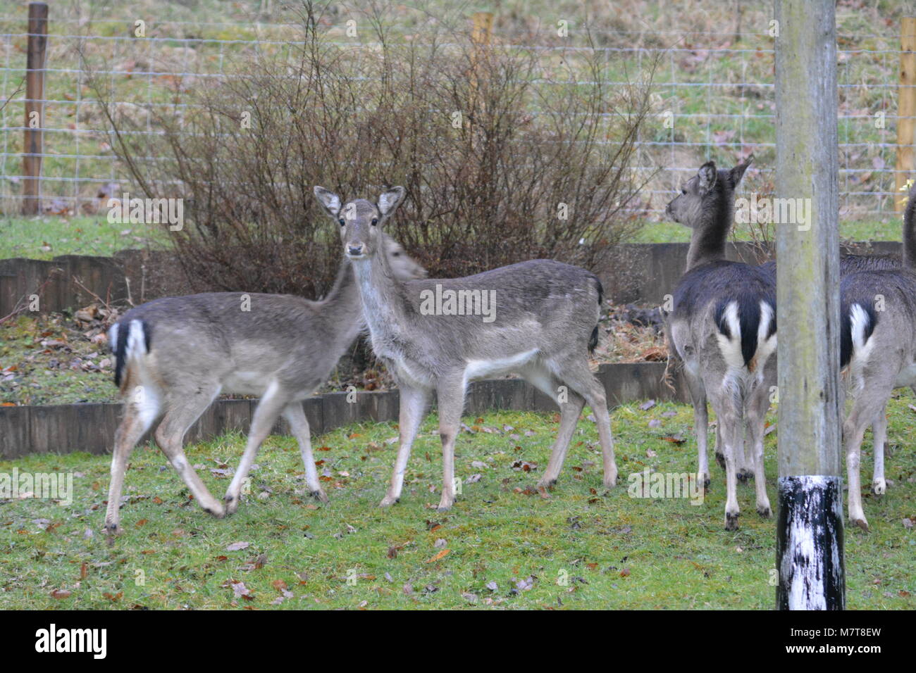 Young Sika deer Cervus nippon standing on lawn in garden close to woodland in front of stock cattle wire mesh fence The Doward Herefordshire England Stock Photo