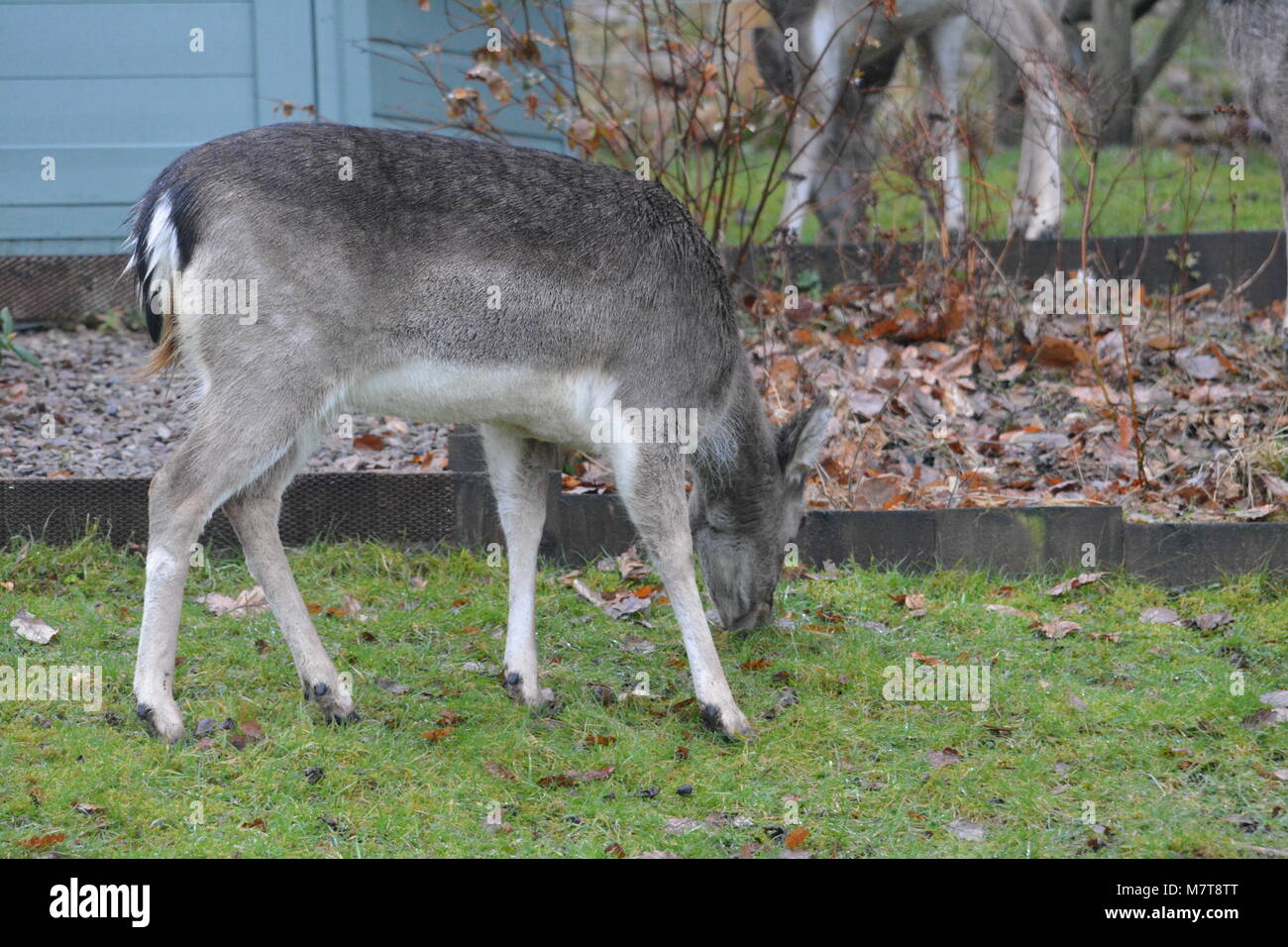 Close up of young Sika deer Cervus nippon close to painted summerhouse with stock wire fence and garden bed at back The Doward Herefordshire England Stock Photo