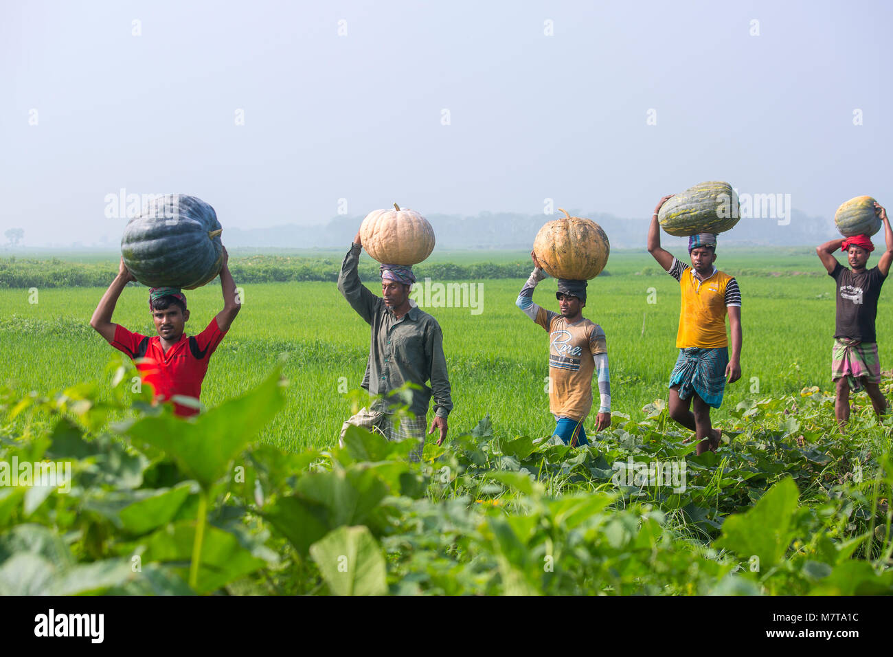 Farmers carry baskets of big size of pumpkins at Arial Beel, Munshiganj
