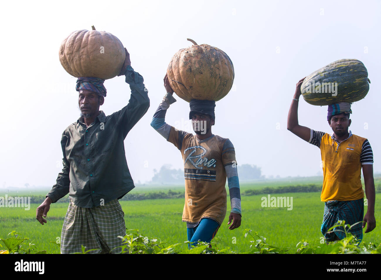 Farmers carry baskets of big size of pumpkins at Arial Beel, Munshiganj