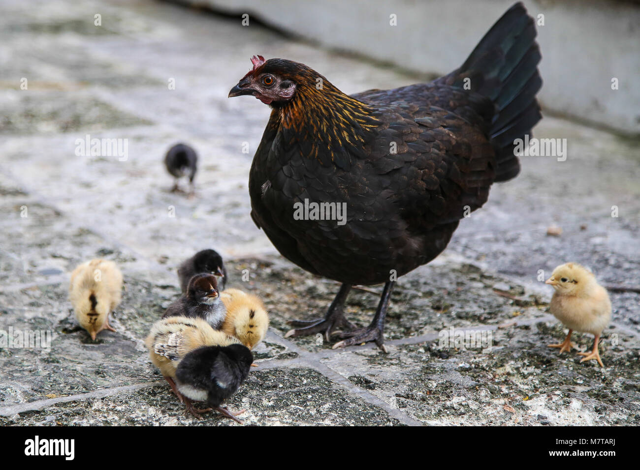 Momma chick and her chick feeding them on scraps from the tables of the vacationers at key west florida Stock Photo