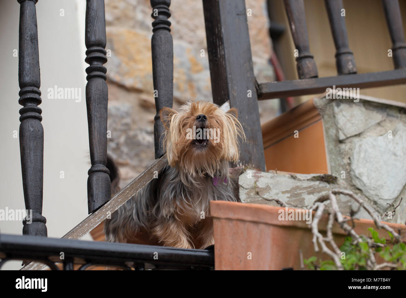 Yorkshire terrier barking hires stock photography and images Alamy
