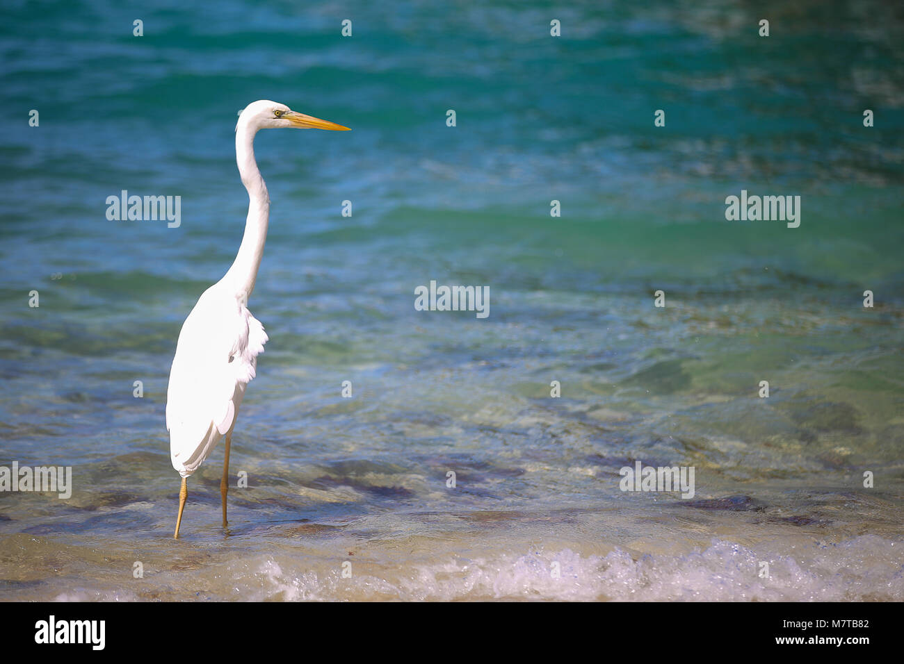 white egret, heron, bird crane playing hunting in the surf of sunset