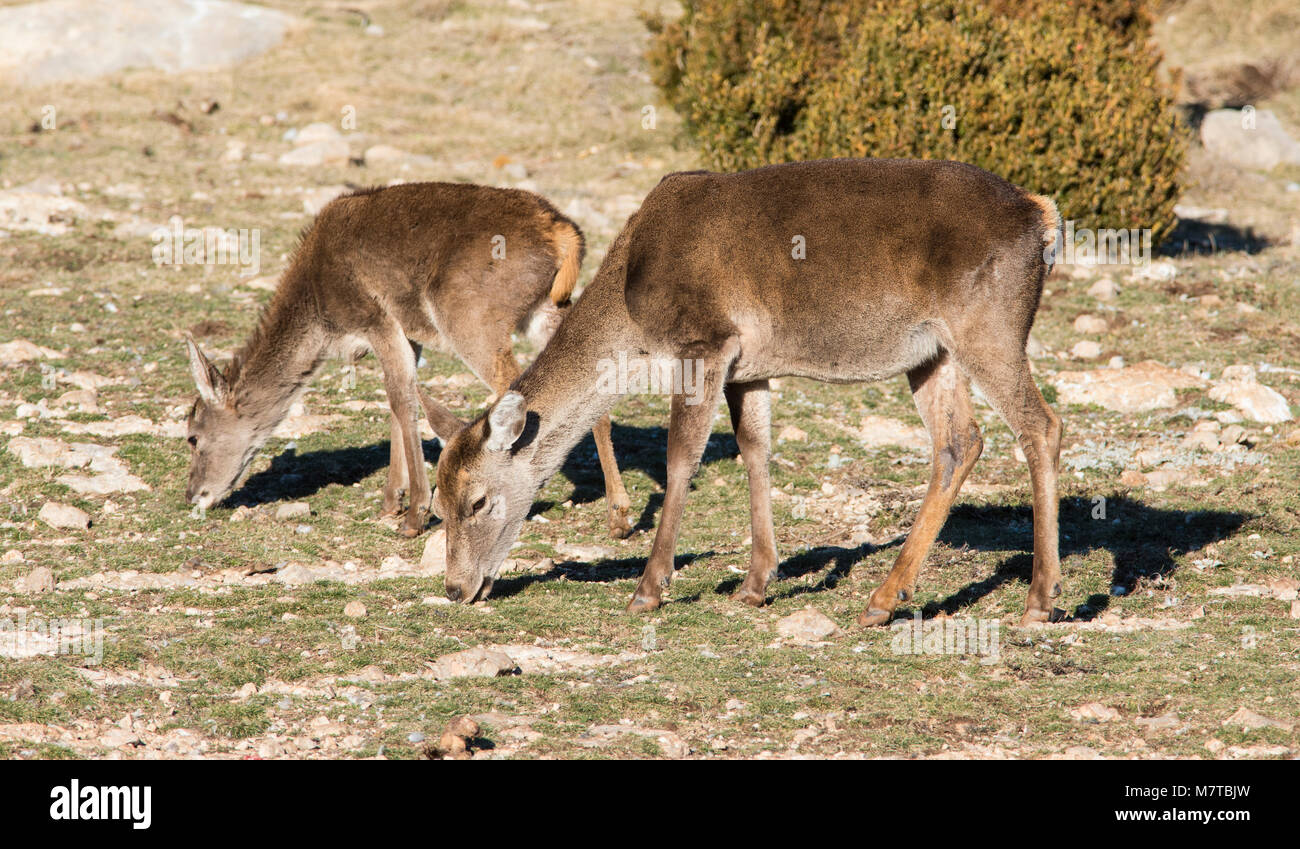 Doe and calf Iberian or Spanish Red Deer (Cervus elephus hispanicus) in