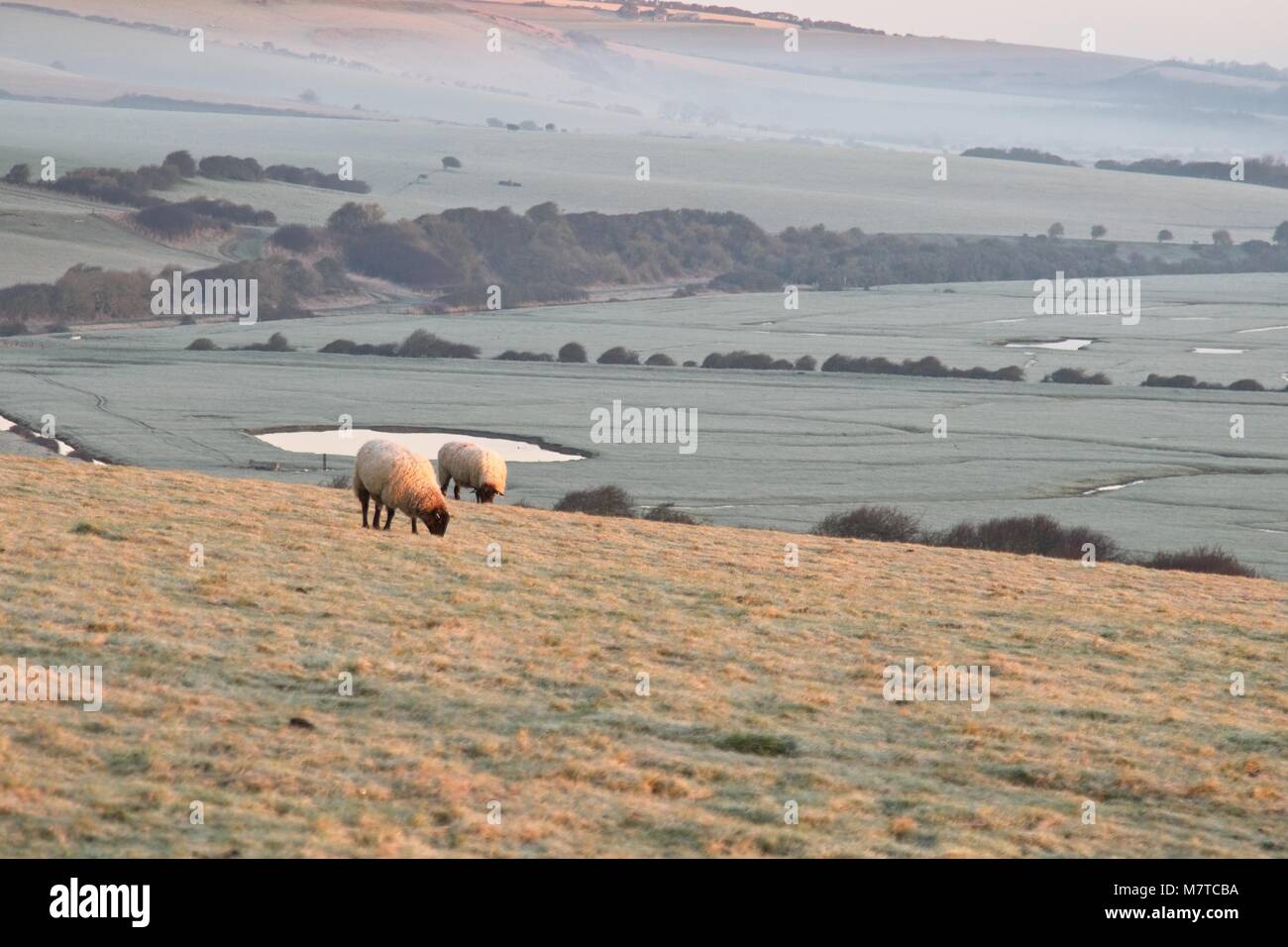 Sheep grazing in english countryside cuckmere valley sussex Stock Photo