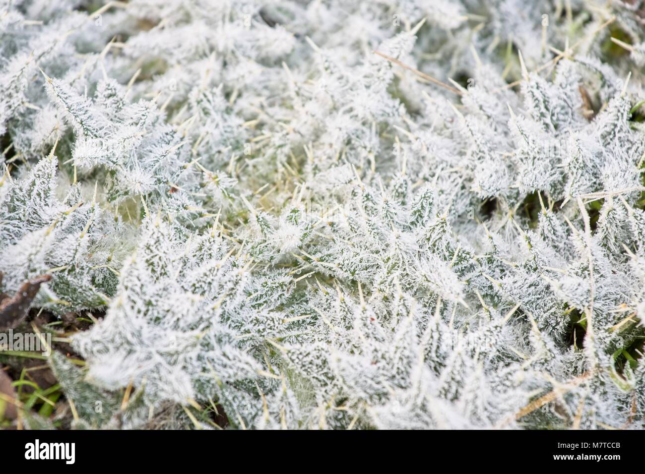 Ground frost hi-res stock photography and images - Alamy