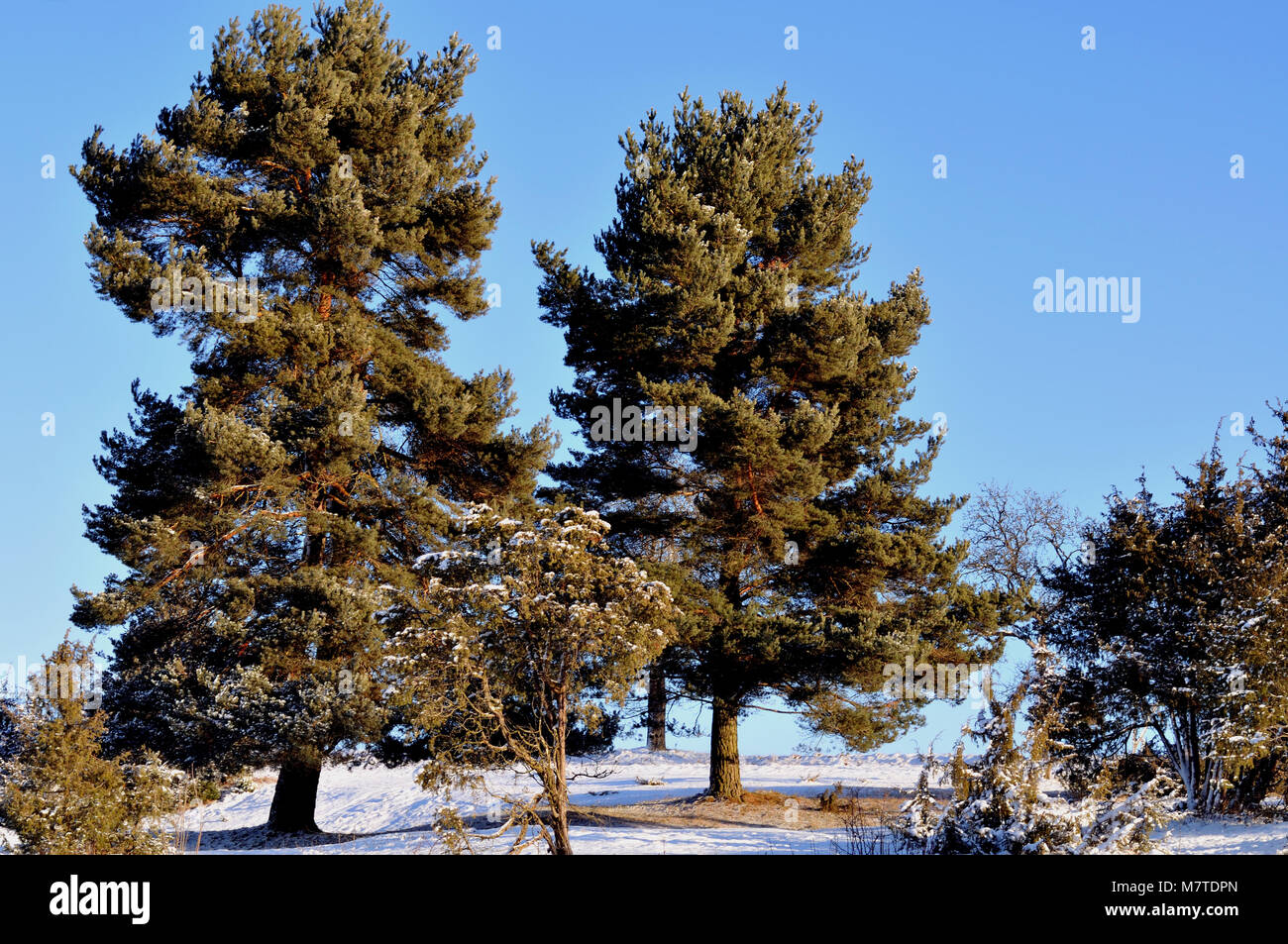 Evergreen trees with frost hi-res stock photography and images - Alamy