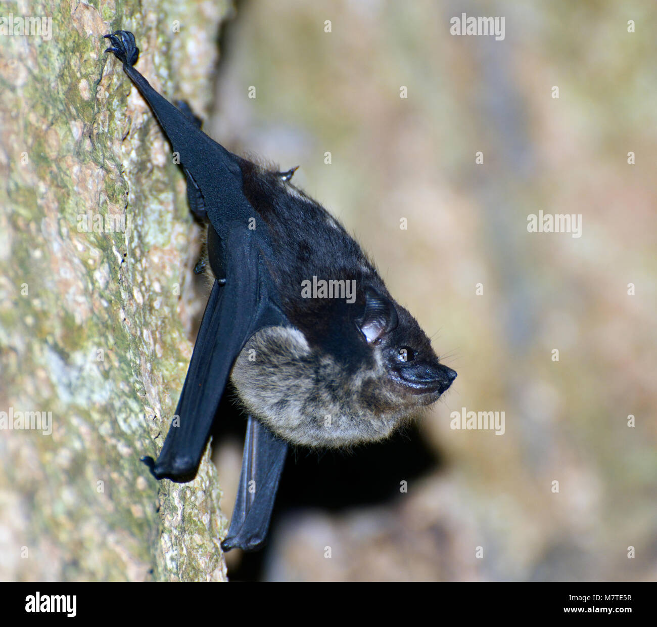 Greater white-lined bat, Saccoptryx bilineata, in rainforest, Chilamate, Costa Rica Stock Photo