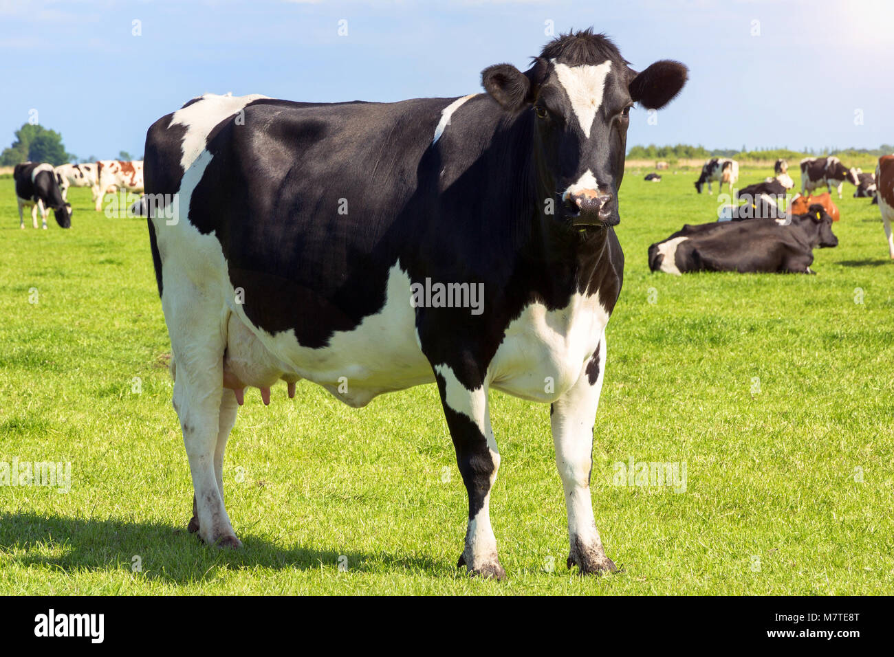 Black and white cows on farmland Stock Photo