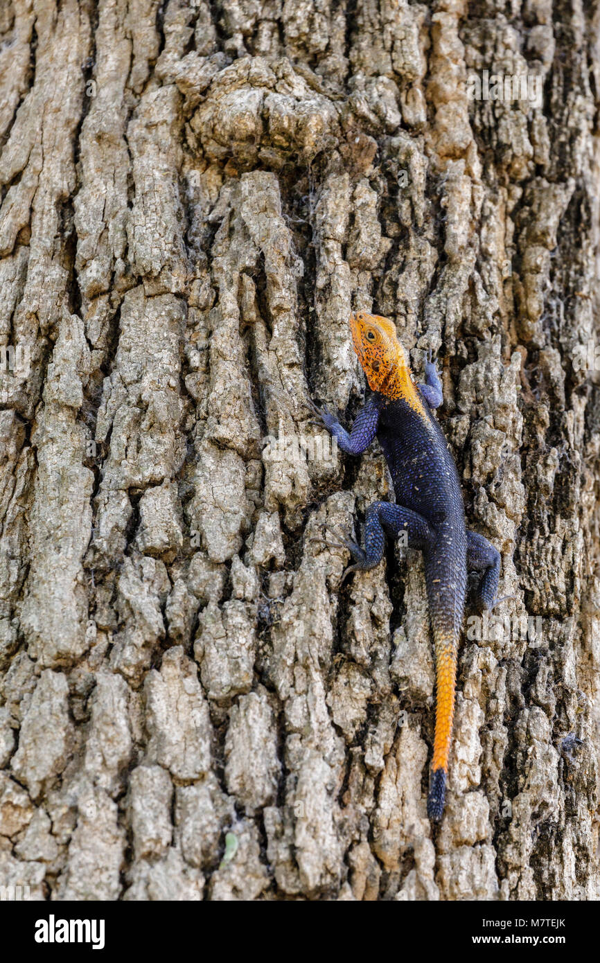 Lizard Climbing Tree Stock Photos & Lizard Climbing Tree Stock Images