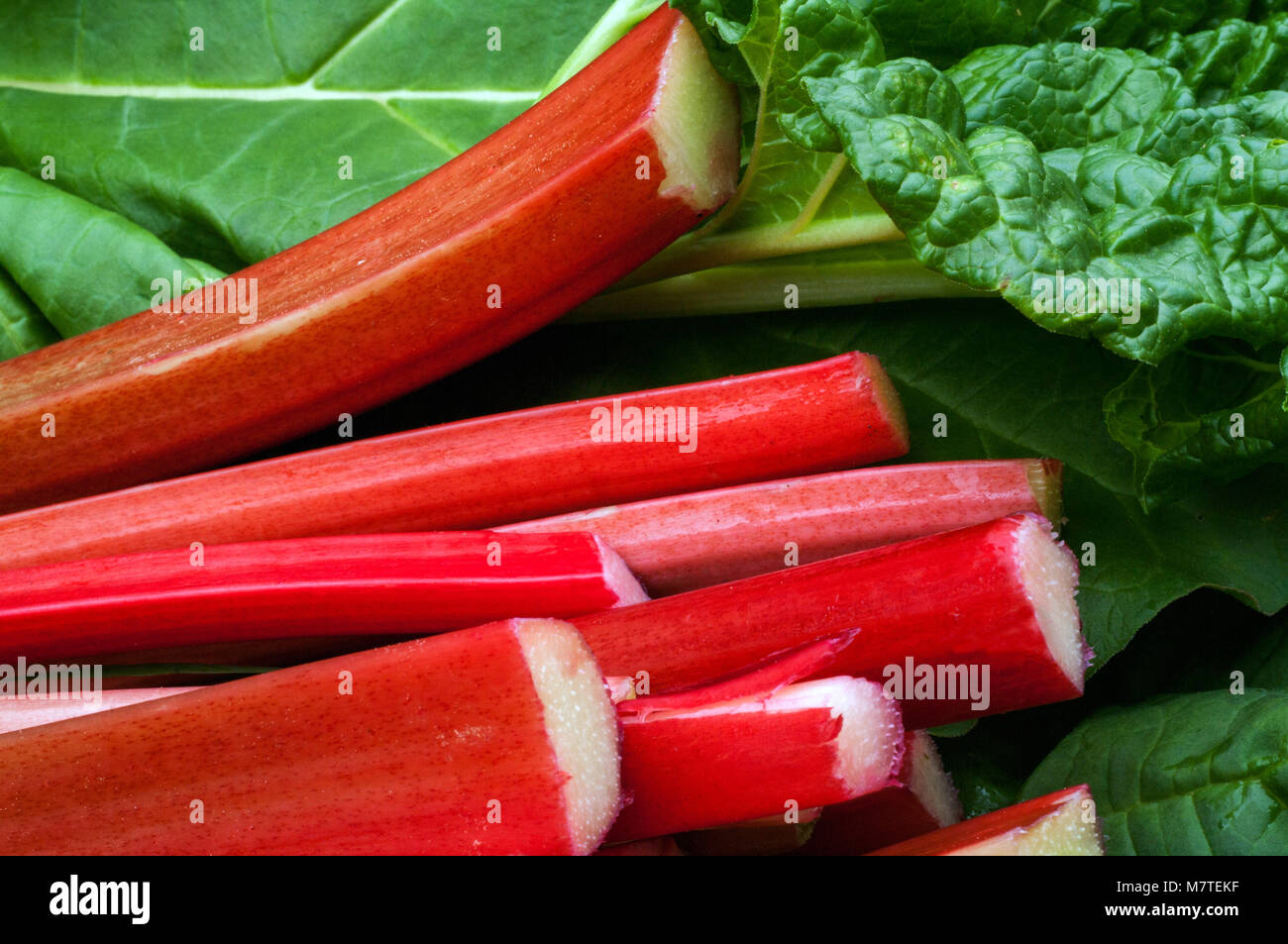 Rhubarb End on that has just been picked and cut from an urban garden Stock Photo