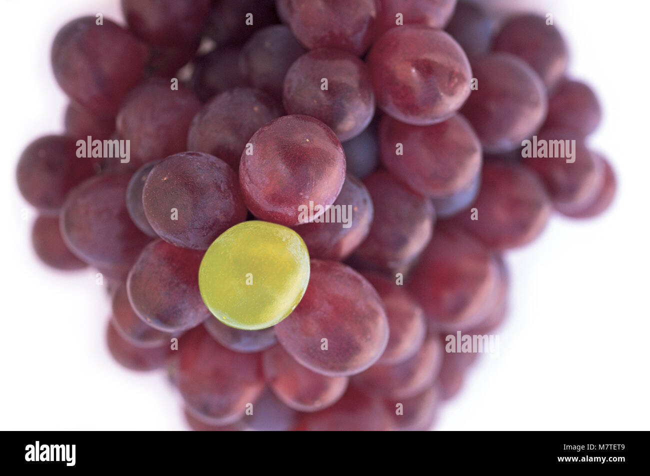 Close-up of one green grape sticking out in a bunch of red grapes. Stock Photo
