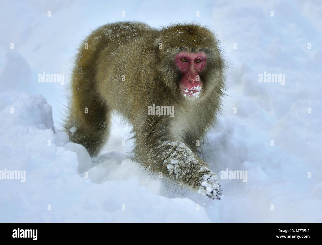 Snow monkey. The Japanese macaque ( Scientific name: Macaca fuscata), also known as the snow monkey. Stock Photo