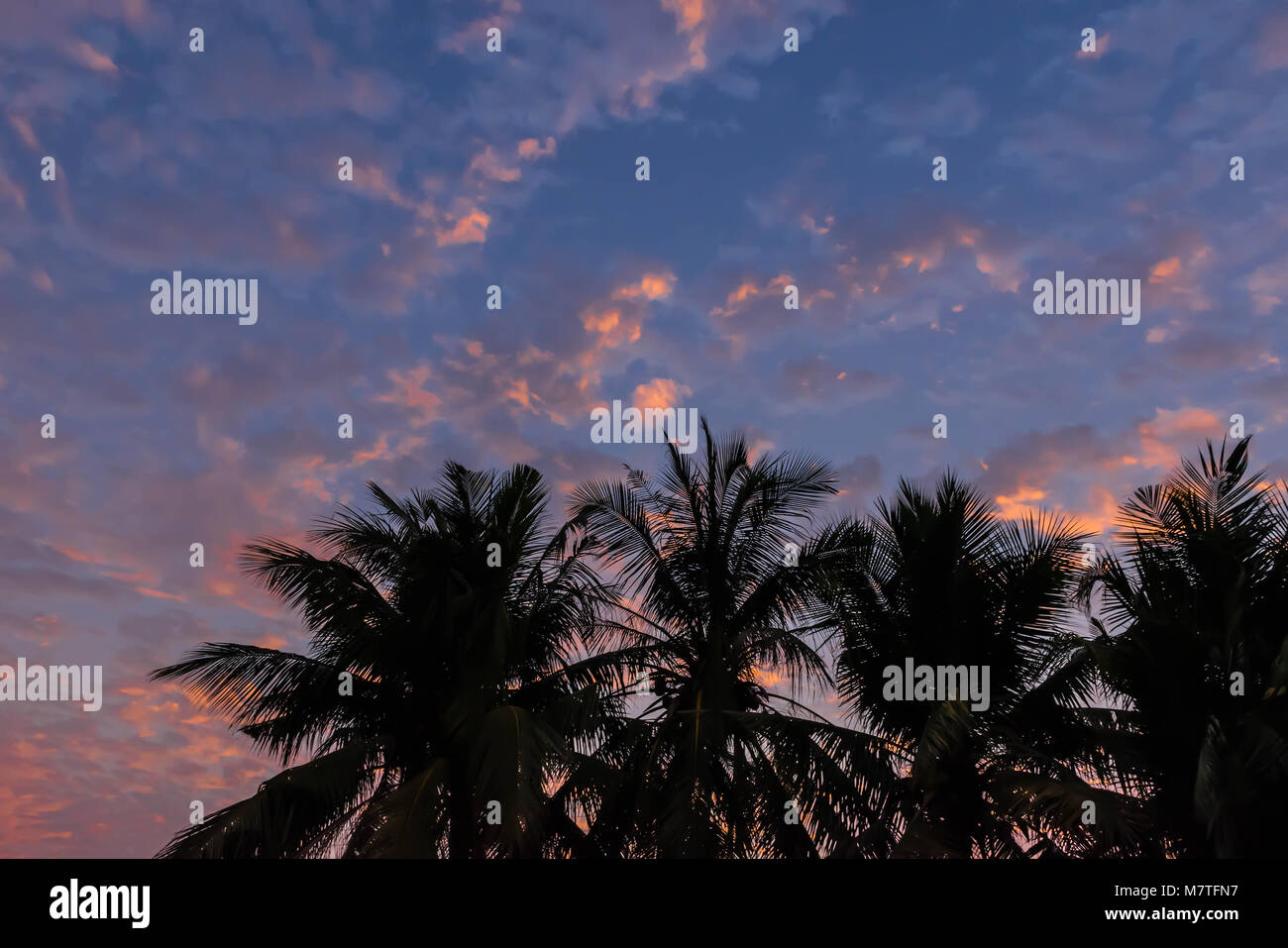 Abstract silhouette sunrise with coconut leaf tree plant, the beautiful sky clouds in the morning. Stock Photo