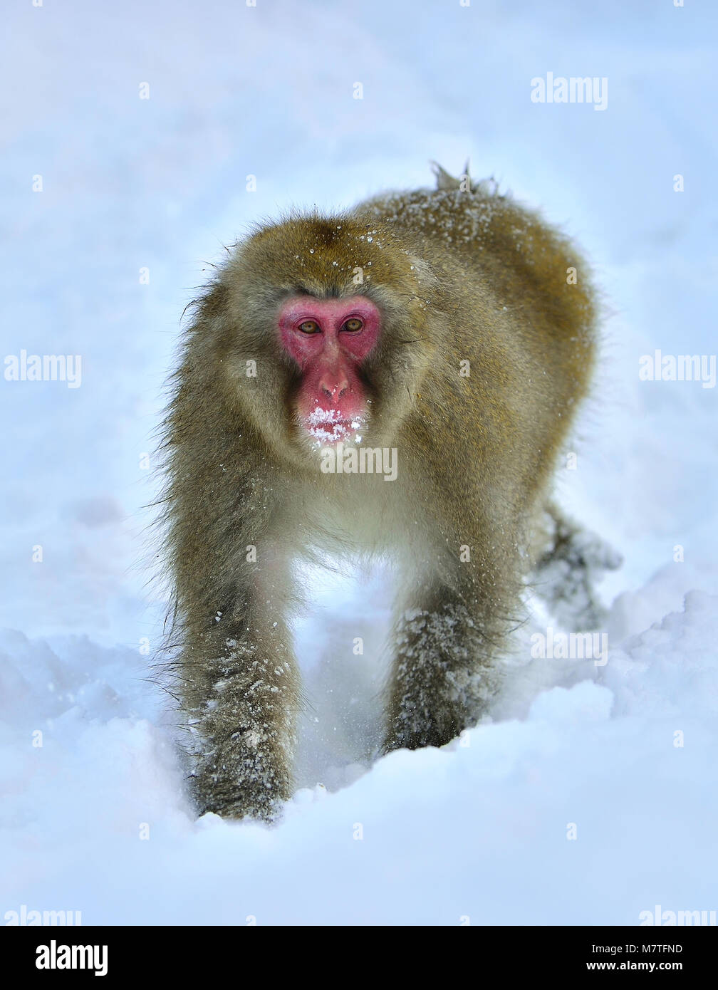 Snow monkey. The Japanese macaque ( Scientific name: Macaca fuscata), also known as the snow monkey. Stock Photo