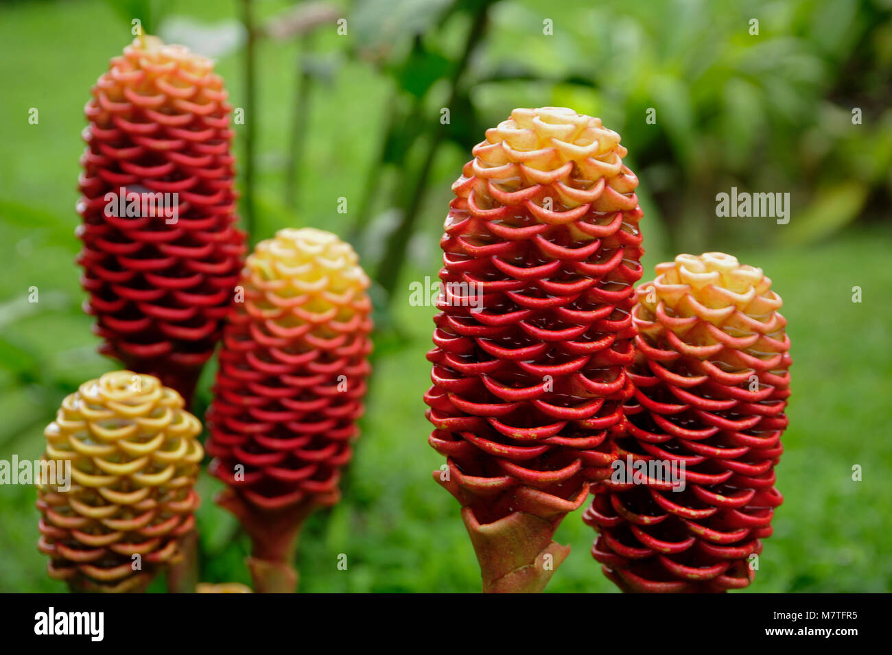 The flowers of the Zingiber spectabile (also known as Beehive Gingerl) are small, with purple petals and yellow spots, and a fragile, papery texture. Stock Photo