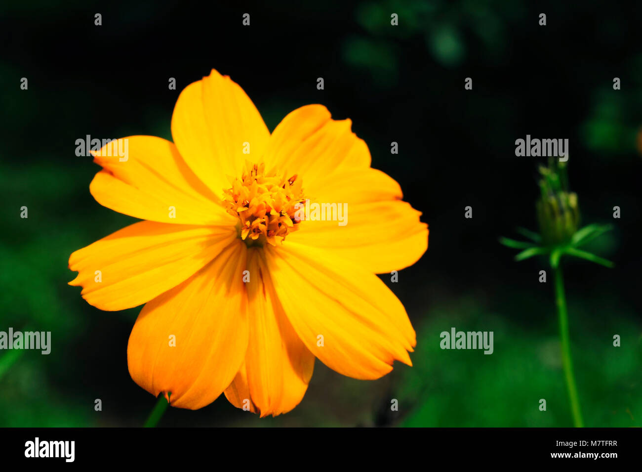 Cosmos sulphureus is also known as sulfur cosmos and yellow cosmos. Stock Photo