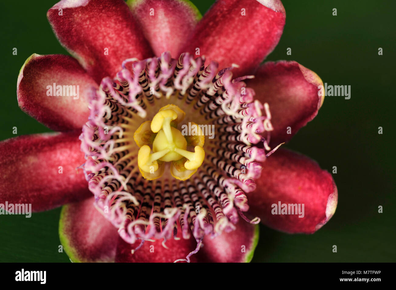 Passiflora, known also as the passion flowers or passion vines, are mostly tendril-bearing vines which produce regular and usually showy flowers with  Stock Photo