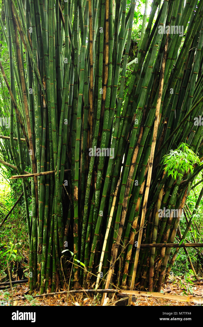 Bamboos are evergreen perennial flowering plants with hollow stems and vascular bundles in the cross section which are scattered throughout the stem. Stock Photo