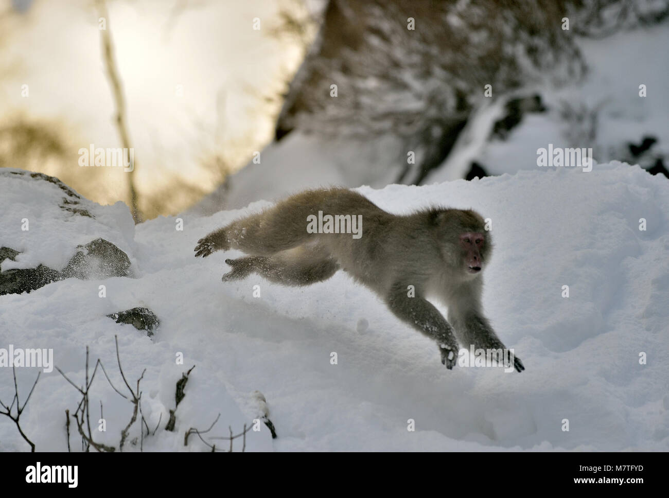 Snow monkey in jump. The Japanese macaque ( Scientific name: Macaca ...