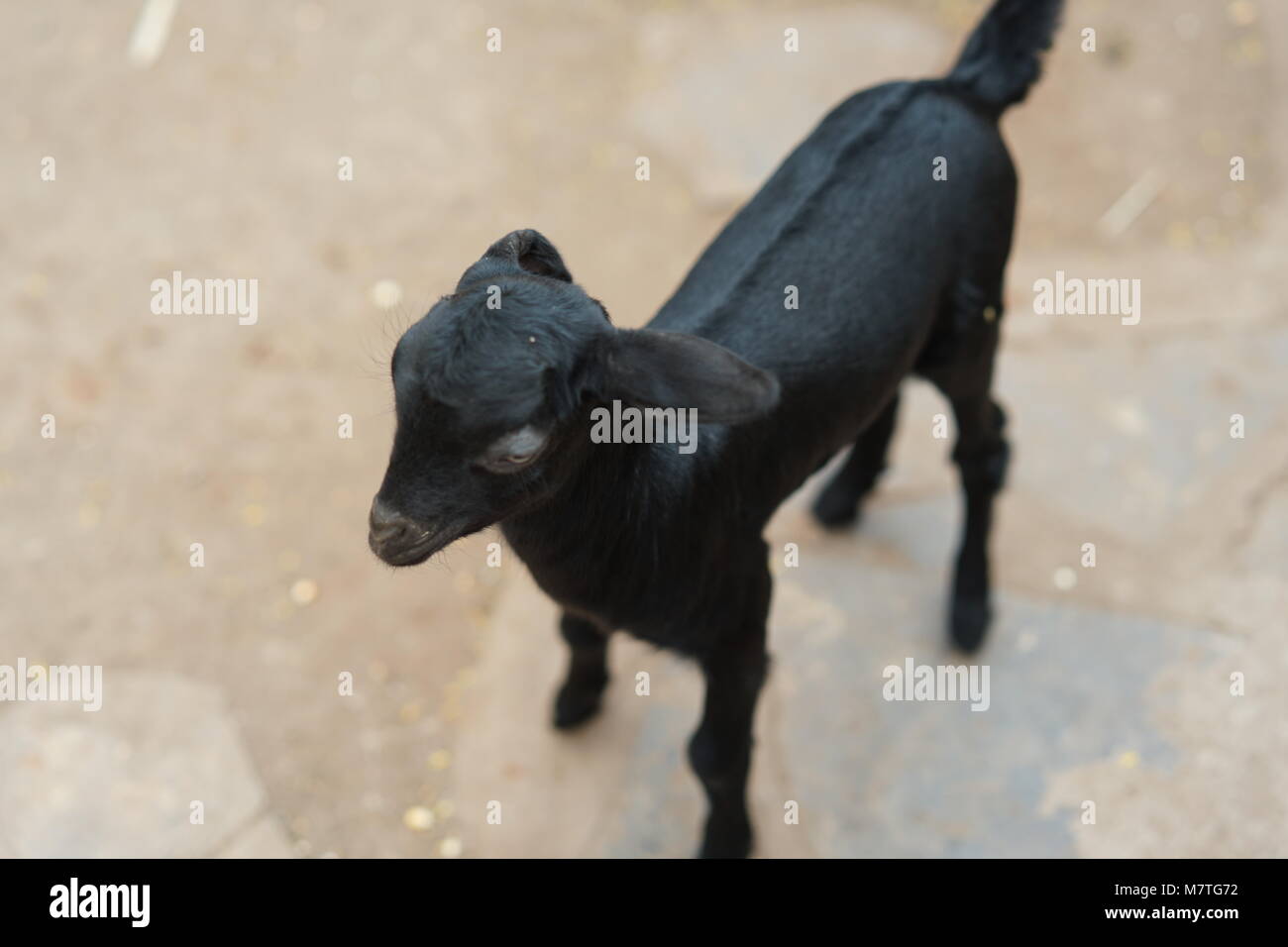 A cute small little Goat but very proactive one. Stock Photo