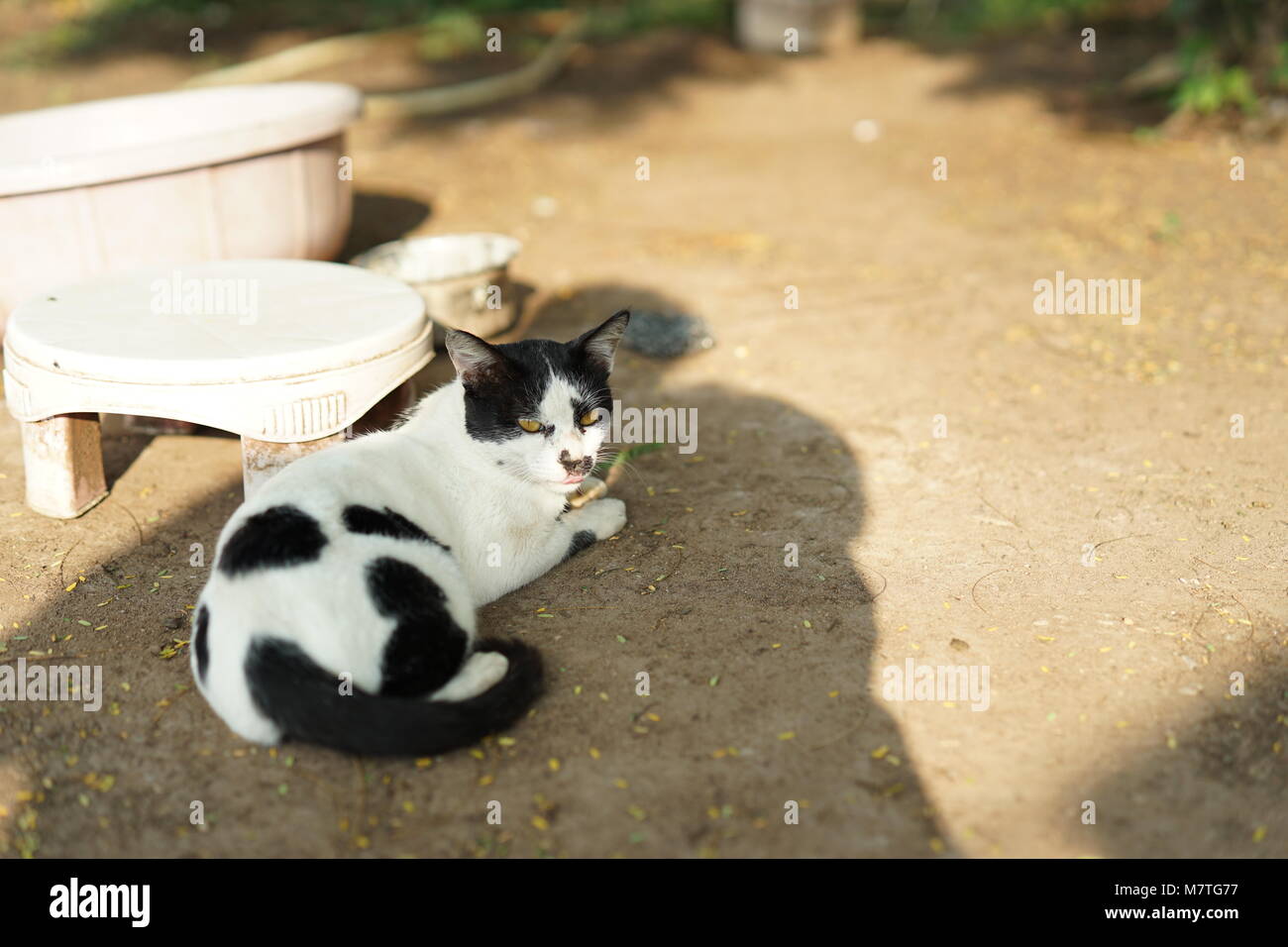 A cat relaxing after its lunch in a farm land Stock Photo