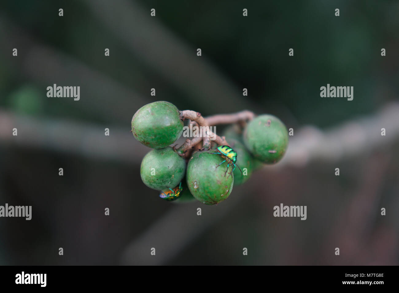 Beetles on a tree Stock Photo