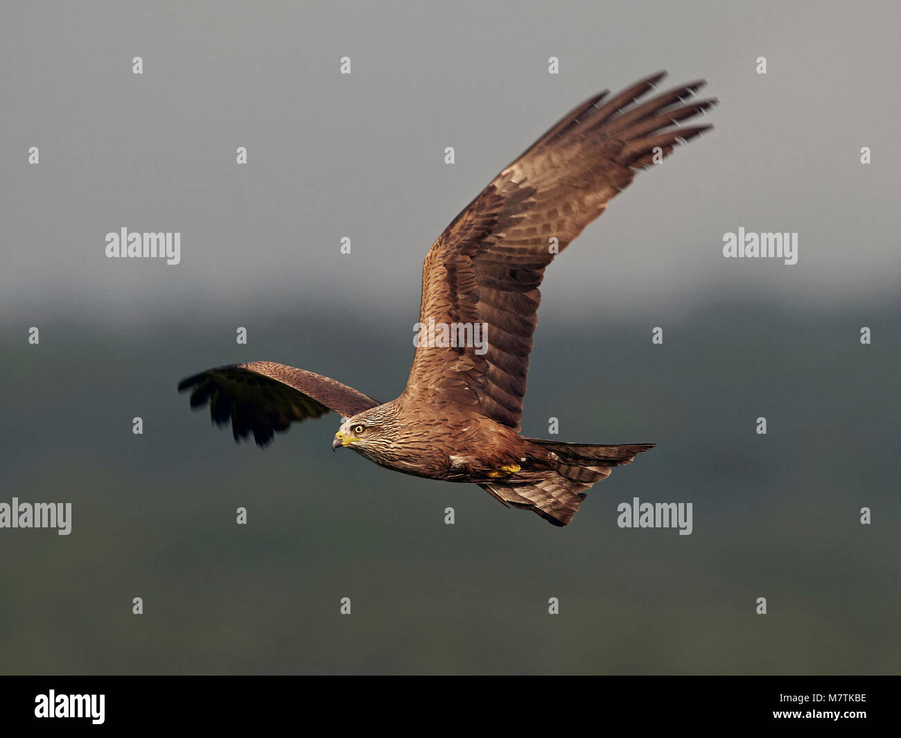 Black kite in flight in its natural habitat Stock Photo - Alamy