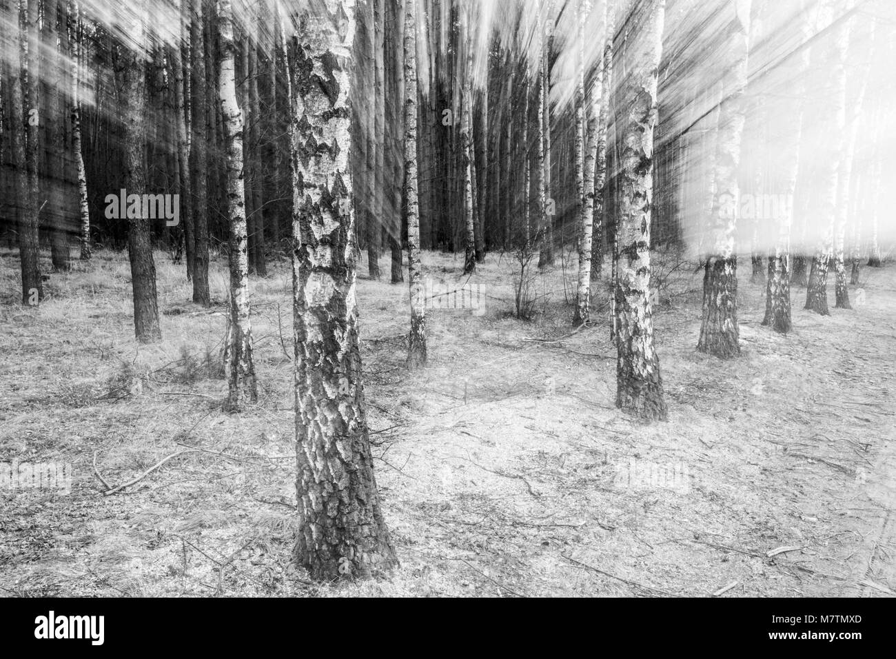 Birch Trees Betula Verrucosa In Stock Photos & Birch Trees