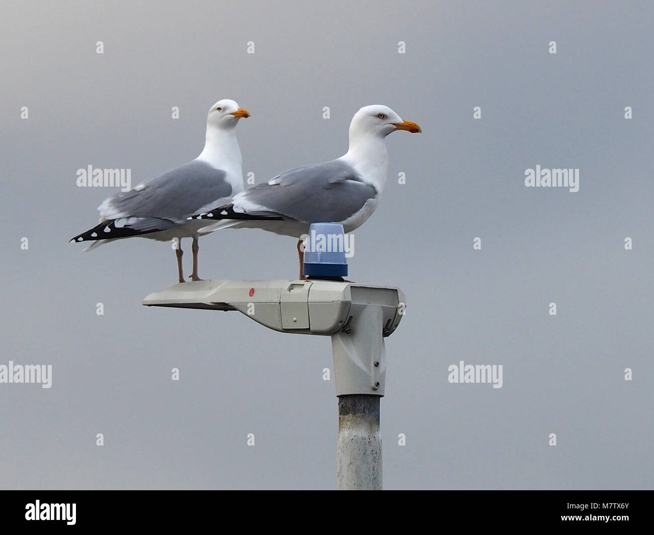 Sheerness, Kent, UK. 13th March, 2018. UK Weather: an overcast and quite warm morning in Sheerness with a few sunny spells. Two seagulls survey the outlook. Credit: James Bell/Alamy Live News Stock Photo