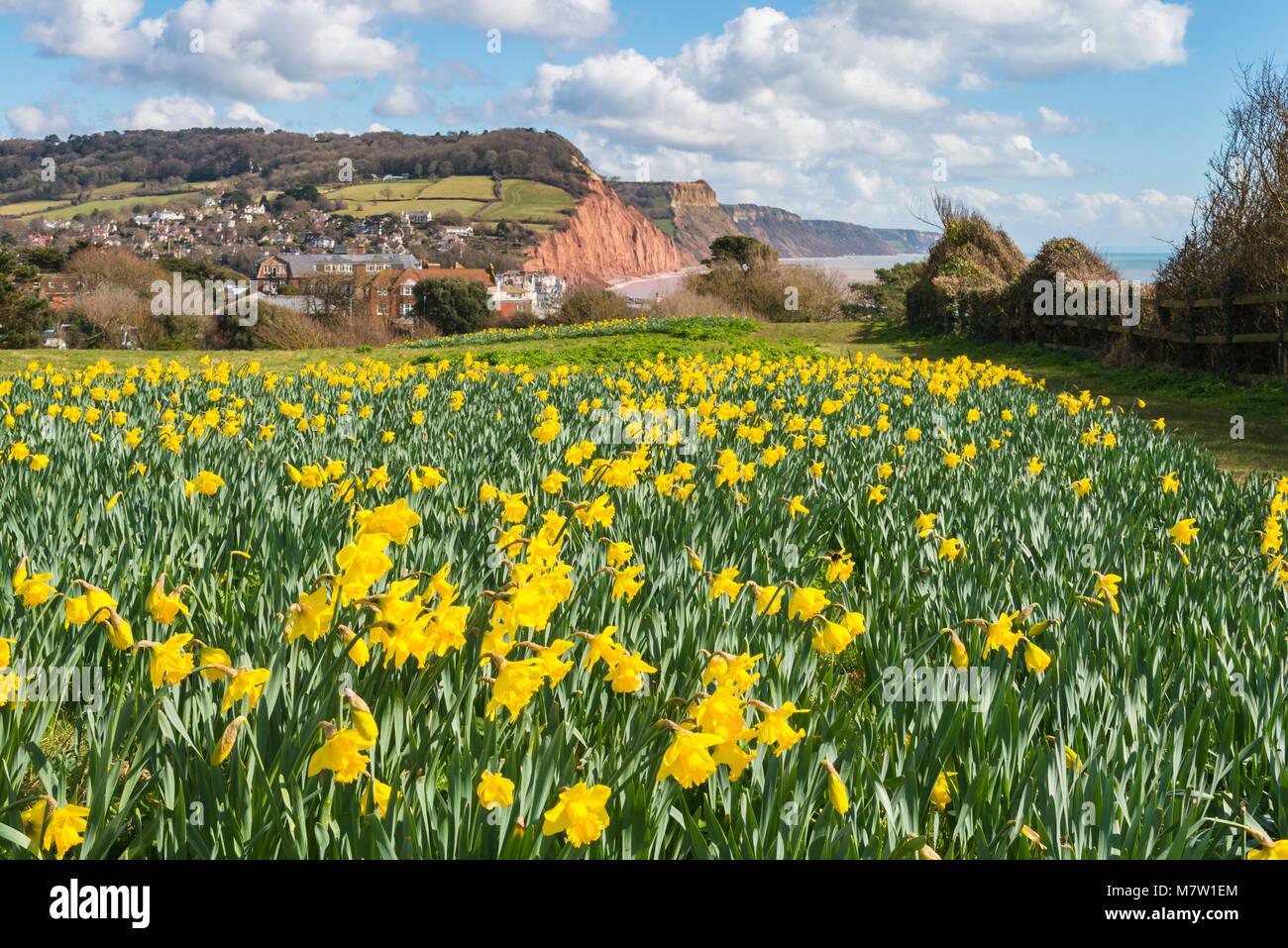 Sidmouth, Devon, UK.  13th March 2018.  UK Weather.  Daffodils next to the South West Coast Path at Sidmouth in Devon in bloom on a warm sunny morning.  The daffodils were planted as part of a project by the Sid Valley Association to plant a million bulbs after a generous gift by the late Keith Owen for conservation and natural heritage.  Picture Credit: Graham Hunt/Alamy Live News. Stock Photo