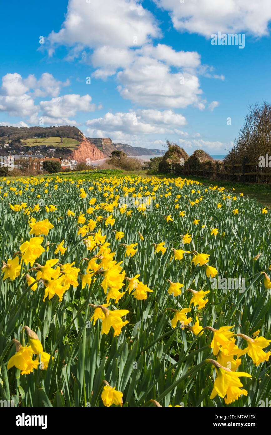 Sidmouth, Devon, UK.  13th March 2018.  UK Weather.  Daffodils next to the South West Coast Path at Sidmouth in Devon in bloom on a warm sunny morning.  The daffodils were planted as part of a project by the Sid Valley Association to plant a million bulbs after a generous gift by the late Keith Owen for conservation and natural heritage.  Picture Credit: Graham Hunt/Alamy Live News. Stock Photo