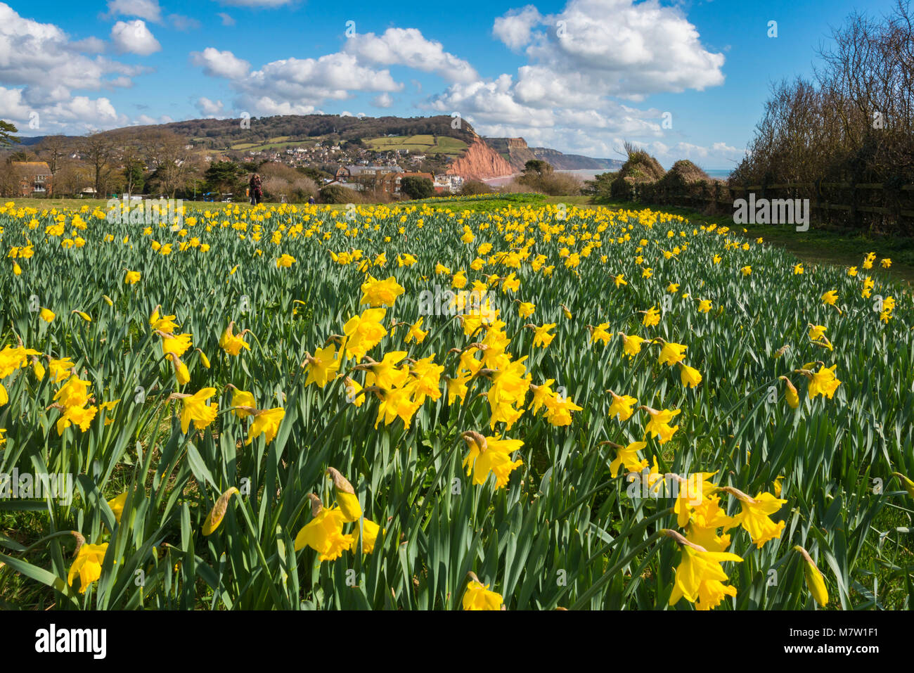 Sidmouth, Devon, UK.  13th March 2018.  UK Weather.  Daffodils next to the South West Coast Path at Sidmouth in Devon in bloom on a warm sunny morning.  The daffodils were planted as part of a project by the Sid Valley Association to plant a million bulbs after a generous gift by the late Keith Owen for conservation and natural heritage.  Picture Credit: Graham Hunt/Alamy Live News. Stock Photo