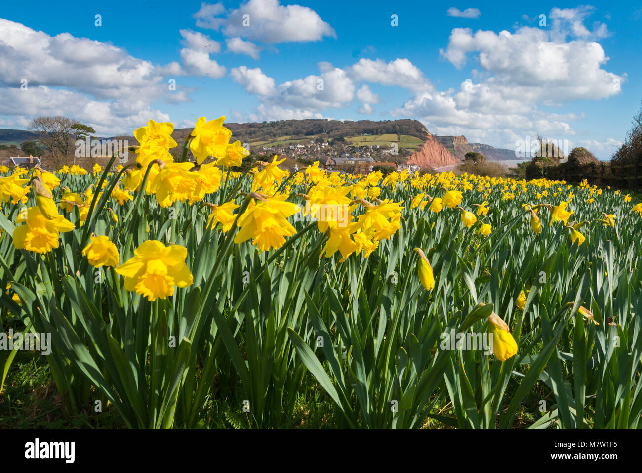 Sidmouth, Devon, UK.  13th March 2018.  UK Weather.  Daffodils next to the South West Coast Path at Sidmouth in Devon in bloom on a warm sunny morning.  The daffodils were planted as part of a project by the Sid Valley Association to plant a million bulbs after a generous gift by the late Keith Owen for conservation and natural heritage.  Picture Credit: Graham Hunt/Alamy Live News. Stock Photo