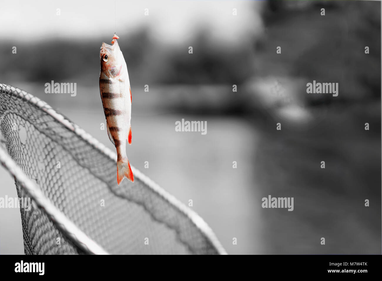 Small Fish Hanging on a Fishing Line on the Background of Blue