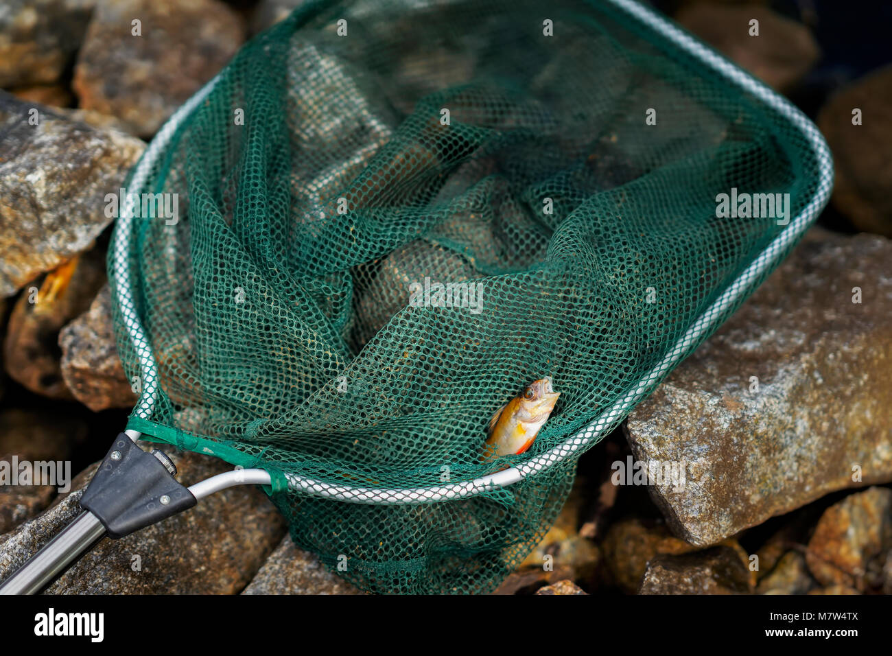 Bright perch, small fish in large fisher net. Concept luck