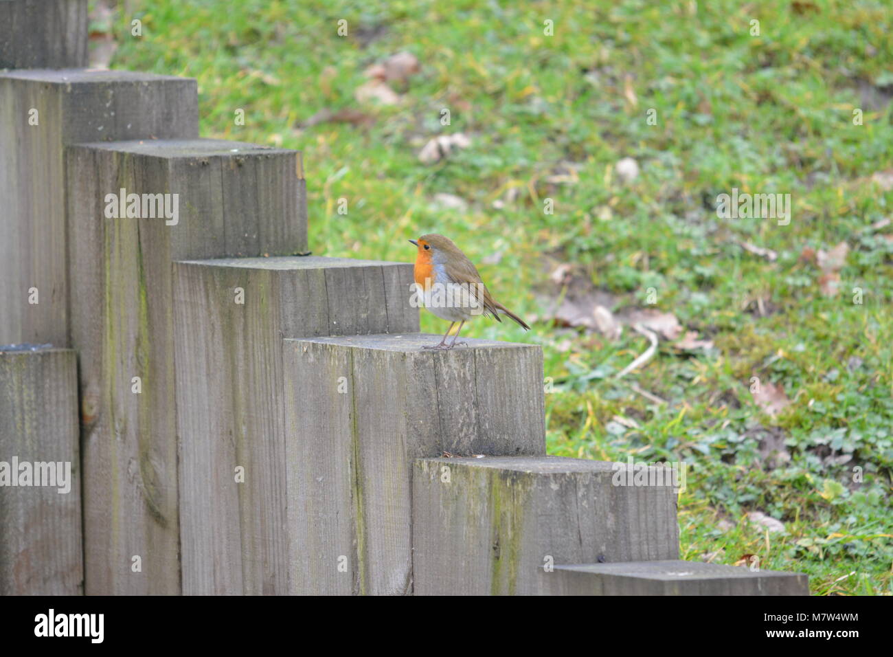 close up of robin red breast bird sitting on weathered wooden timber sleeper edging in garden with dead fallen leaves green lawn Herefordshire England Stock Photo