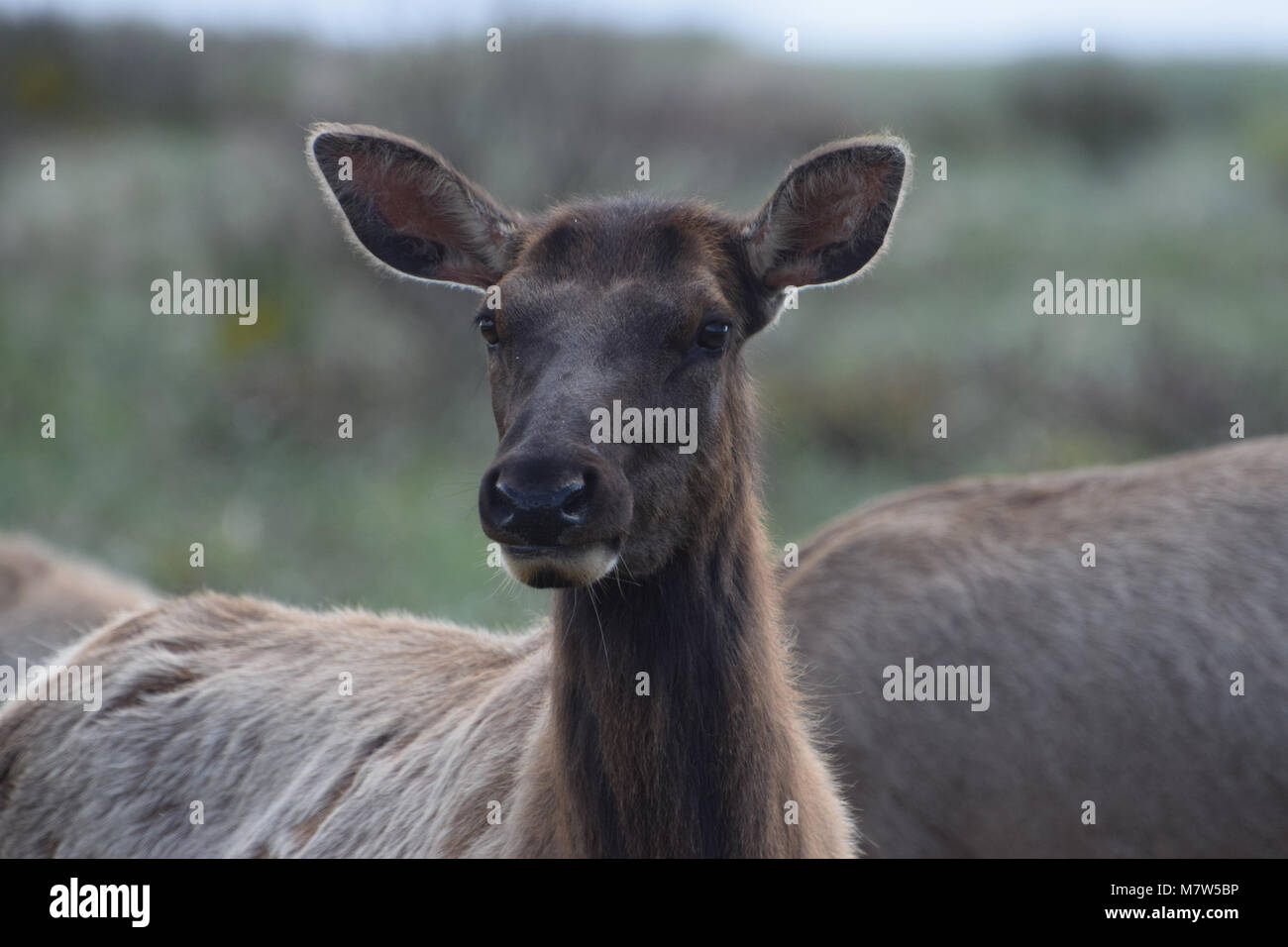 Oregon mule deer Stock Photo