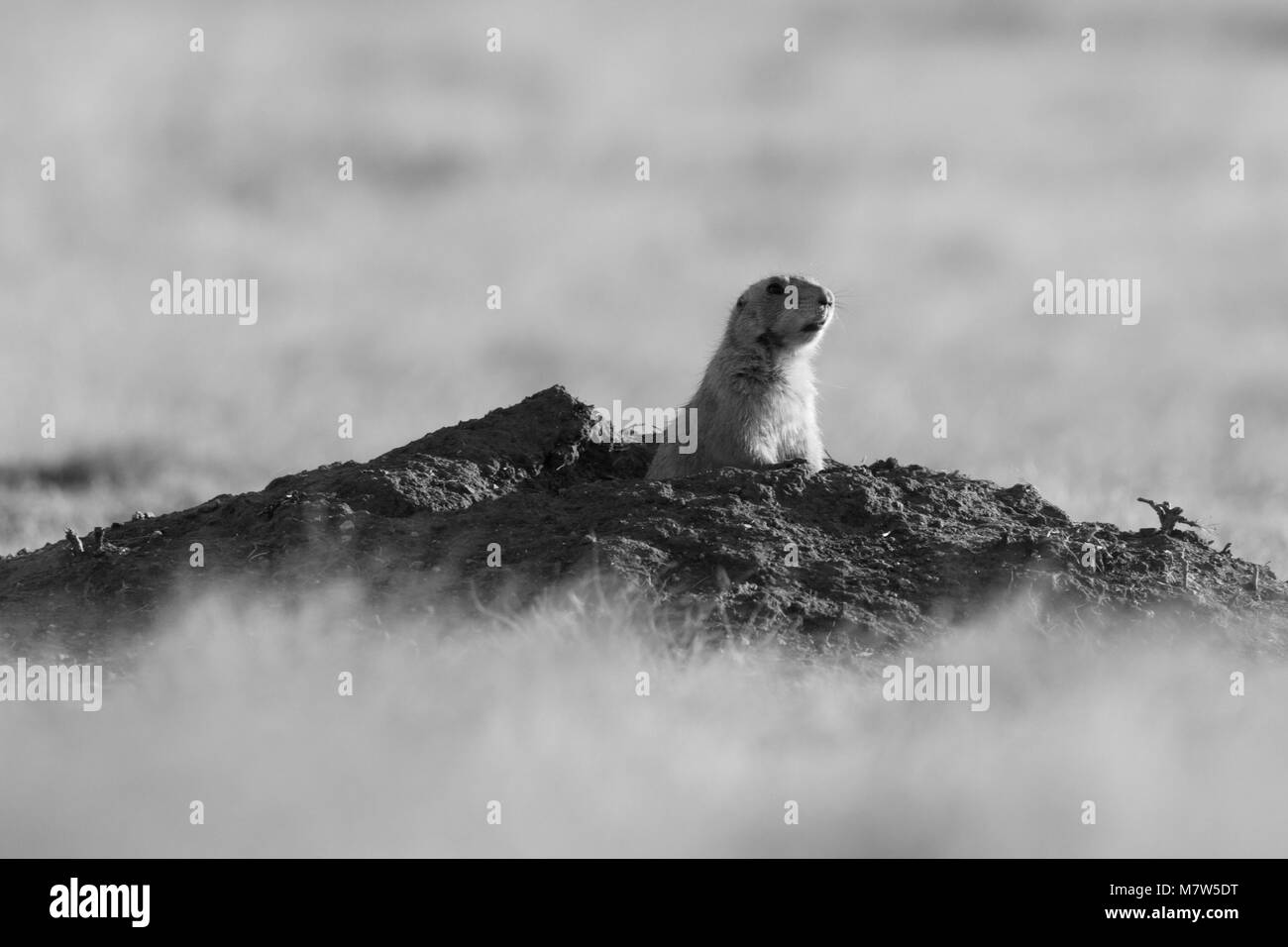 A Black Tailed Prairie Dog comes out of its hole to take a look around before running across the prairies of the Wichita Mountains Wildlife Refuge Stock Photo