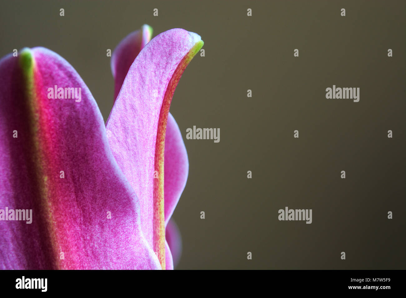 Lily flower upright cut out hires stock photography and images Alamy